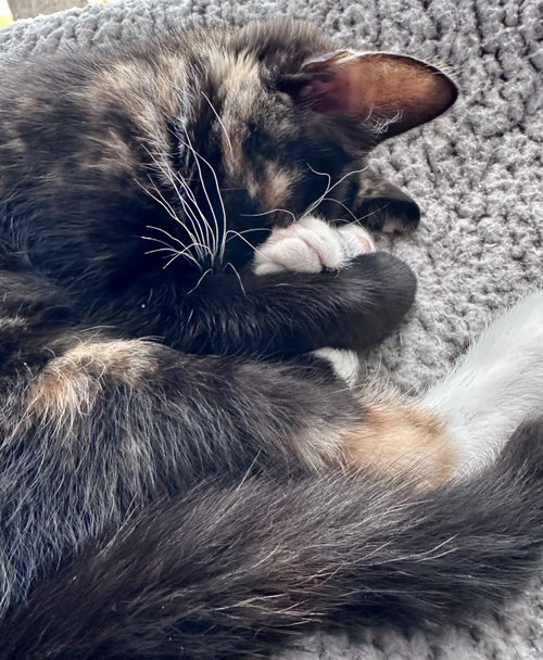 Ari