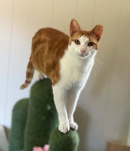 Chessy (Golden-Eyed Beauty)