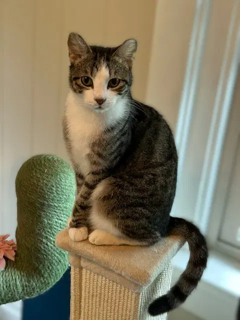 Frankie - Cuddler And Purr Machine - Domestic Short Hair