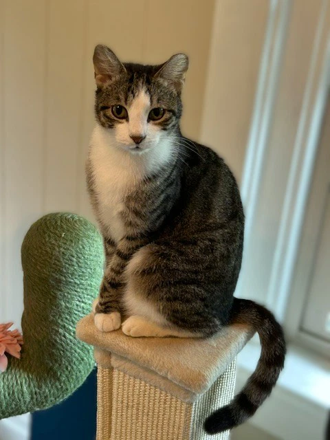 Frankie - Cuddler And Purr Machine