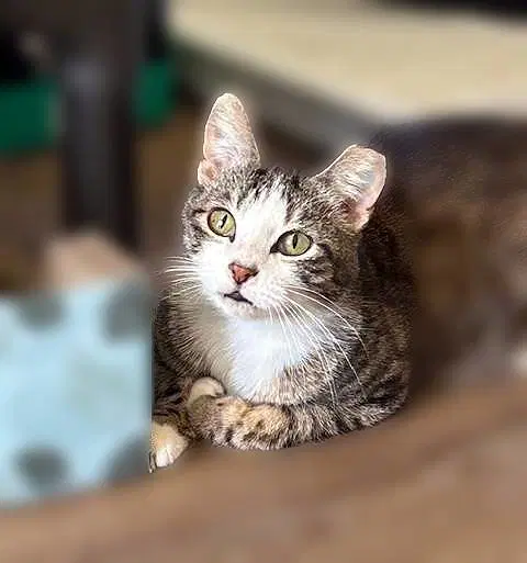 Frankie - Cuddler And Purr Machine - Domestic Short Hair