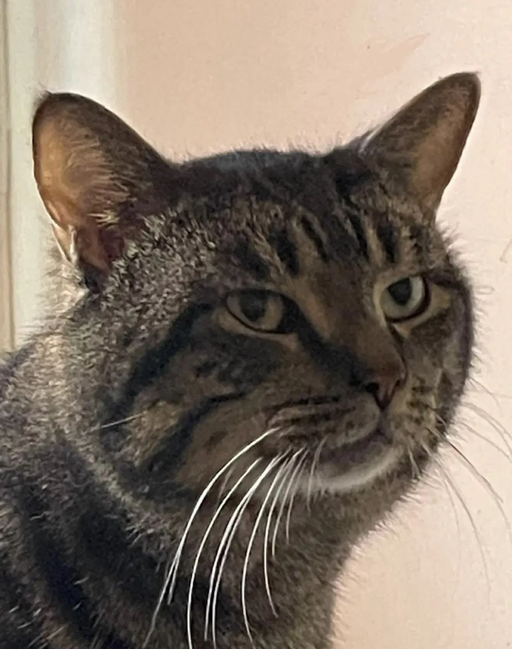Mox - Domestic Short Hair