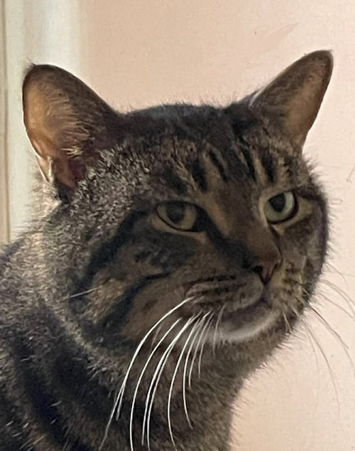 Mox, Young Domestic Short Hair (short coat), cat for adoption in Lancaster, Pennsylvania