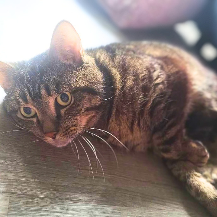 Mox, photo 5