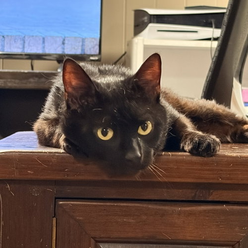 Loki (super sociable and loving life), an adoptable Domestic Short Hair in Lemoyne, PA