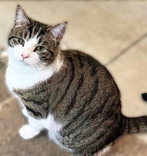 Twizzler, a cat for adoption from Loving Care Cat Rescue