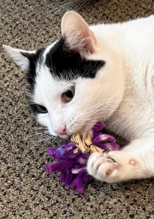 Dee Dee, Young Domestic Short Hair (short coat), cat for adoption in Lancaster, Pennsylvania