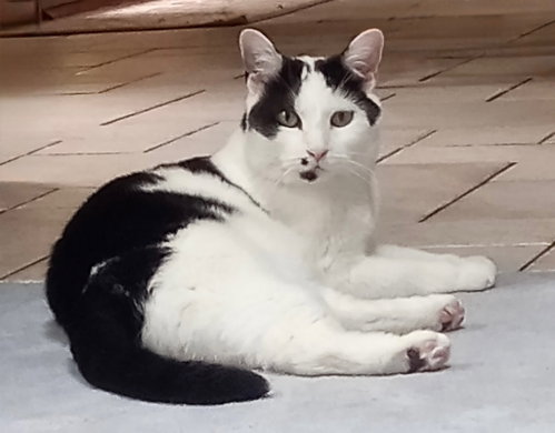 Dee Dee, Young Domestic Short Hair (short coat), cat for adoption in Lemoyne, Pennsylvania