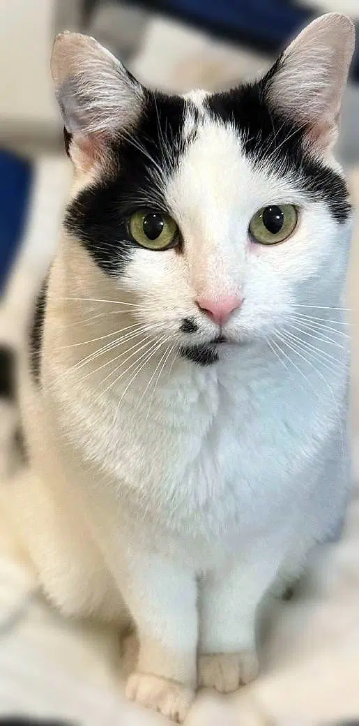 Dee Dee - Domestic Short Hair