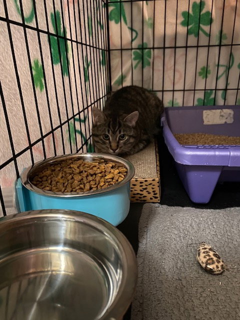 Teddy, an adoptable Domestic Short Hair in Lemoyne, PA