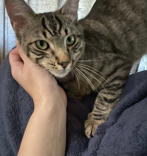 Teddy, an adoptable Domestic Short Hair in Lemoyne, PA