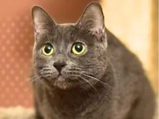 Zinnia - Domestic Short Hair