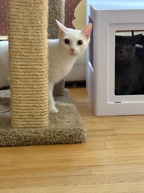 CallaLily, Young Domestic Short Hair (short coat), cat for adoption in Lancaster, Pennsylvania