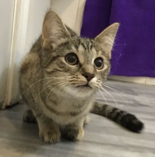Kubaba, Domestic Short Hair, cat for adoption in Lancaster, Pennsylvania