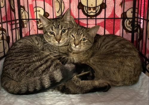 Kubaba, an adoptable Domestic Short Hair in Lemoyne, PA