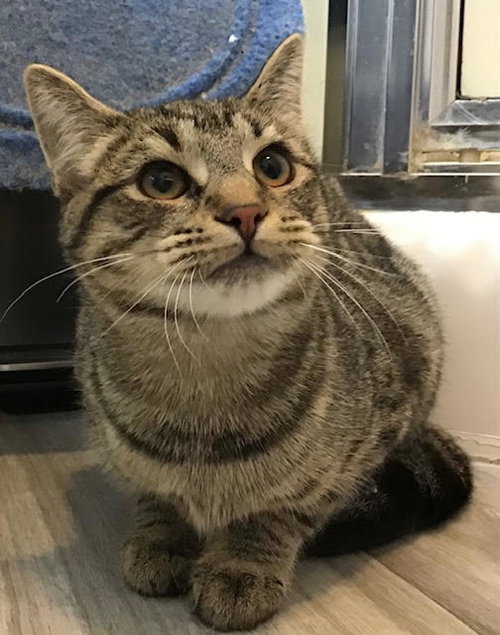 Goreme, Baby Domestic Short Hair (short coat), cat for adoption in Lancaster, Pennsylvania