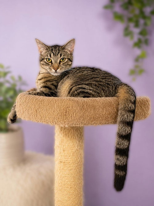 Goreme, a cat for adoption from Loving Care Cat Rescue