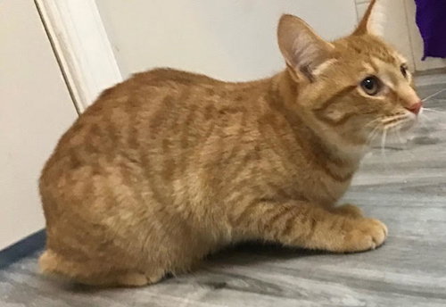 Mert, Domestic Short Hair, cat for adoption in Lancaster, Pennsylvania