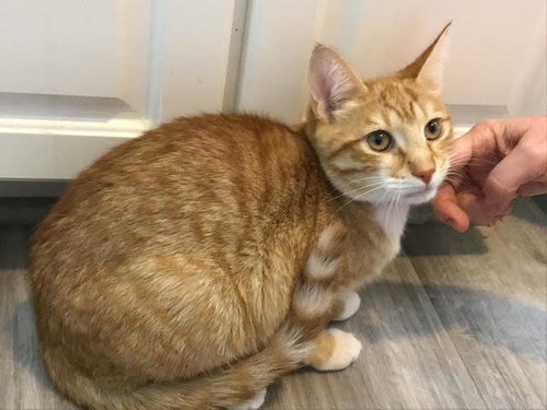 Simit, Baby Domestic Short Hair (short coat), cat for adoption in Lancaster, Pennsylvania