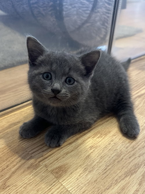 Sam, Young Domestic Short Hair (short coat), cat for adoption in Lancaster, Pennsylvania
