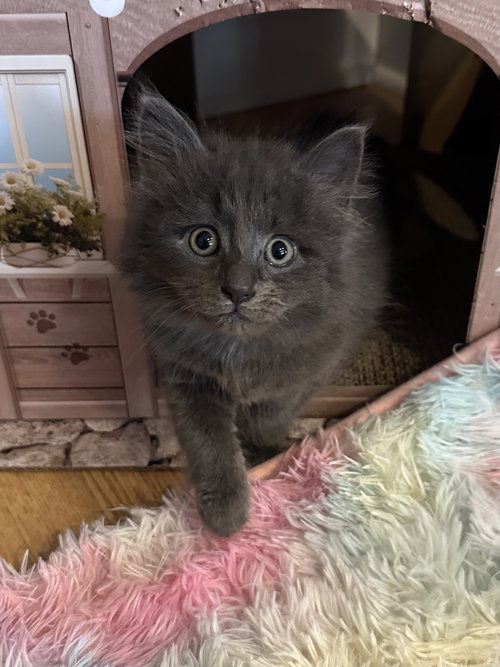 Colby, Young Domestic Long Hair (long coat), cat for adoption in Lancaster, Pennsylvania