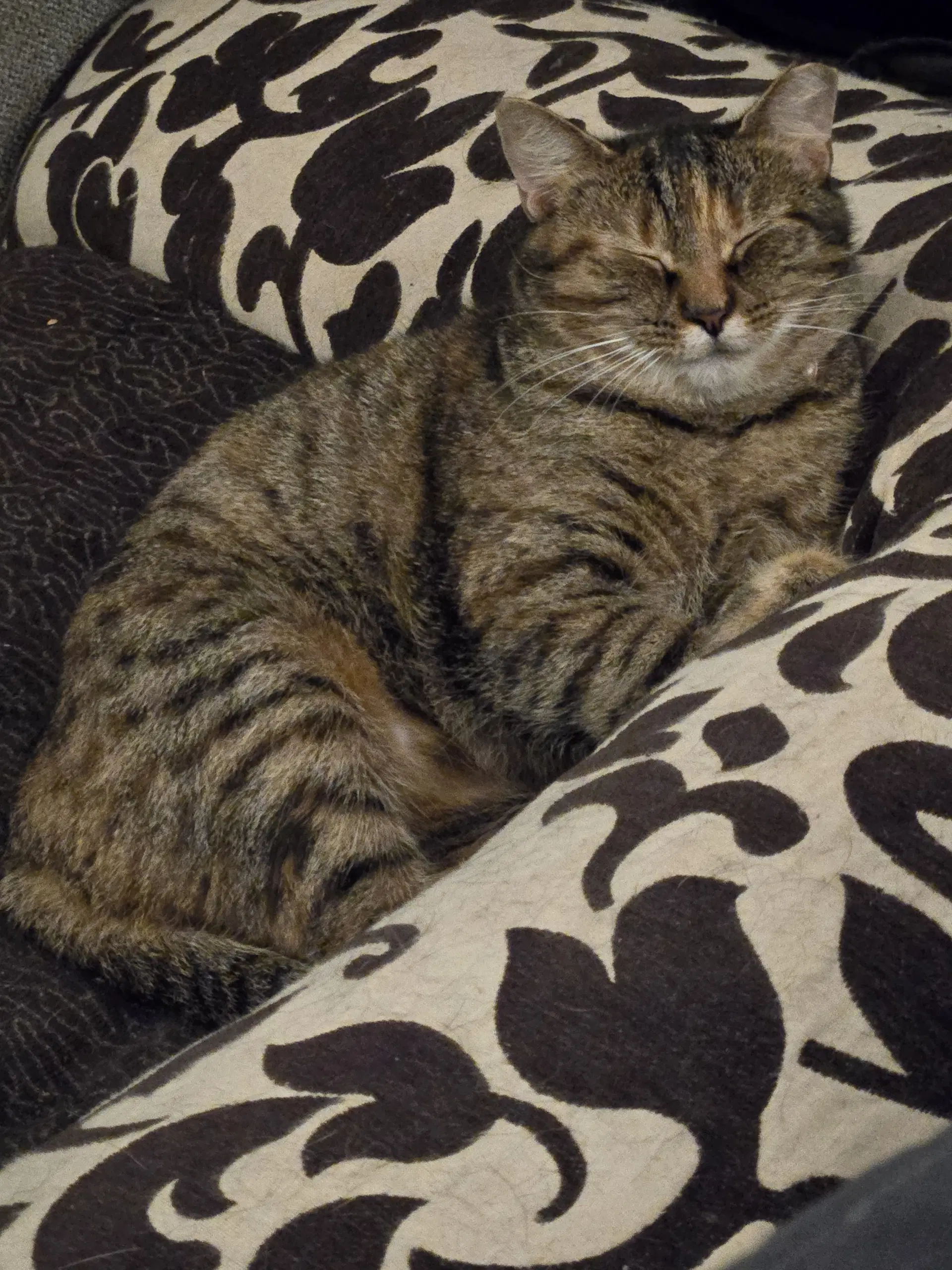 Kalimotxo - Domestic Short Hair