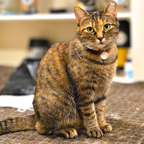 Kalimotxo, a cat for adoption from Loving Care Cat Rescue