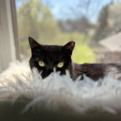 Stirrup (beautiful panther), an adoptable Domestic Short Hair in Lemoyne, PA