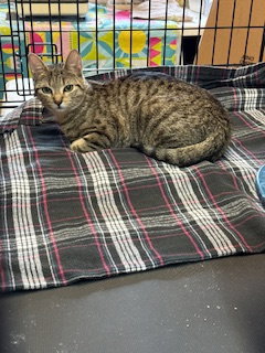 Ruby, Young Domestic Short Hair (short coat), cat for adoption in Lancaster, Pennsylvania