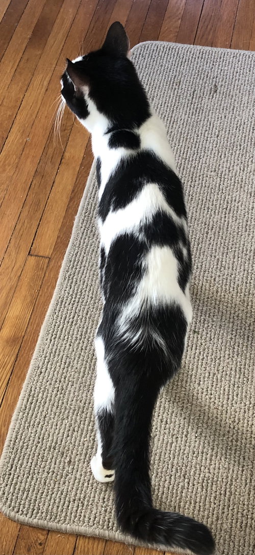 Moo, Young Domestic Short Hair (short coat), cat for adoption in Lancaster, Pennsylvania
