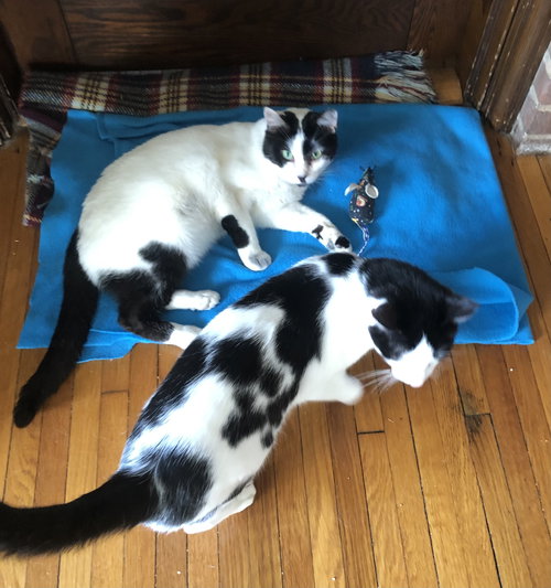 Chester, Young Domestic Short Hair (short coat), cat for adoption in Lancaster, Pennsylvania