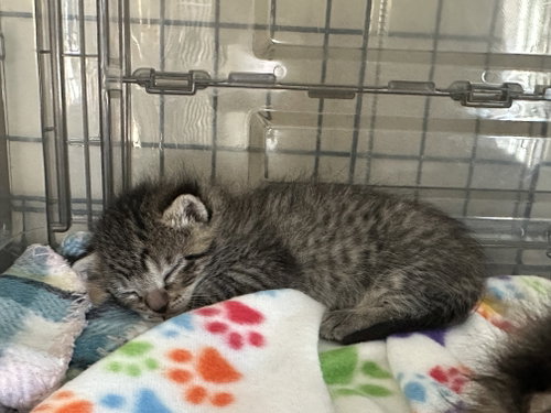 Spud (bonded with Tater), an adoptable Domestic Short Hair in Lemoyne, PA