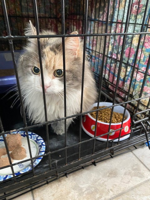 Honey, an adoptable Domestic Long Hair in Lemoyne, PA