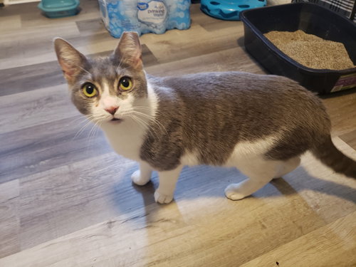 Gemma, Adult Domestic Short Hair (short coat), cat for adoption in Lancaster, Pennsylvania