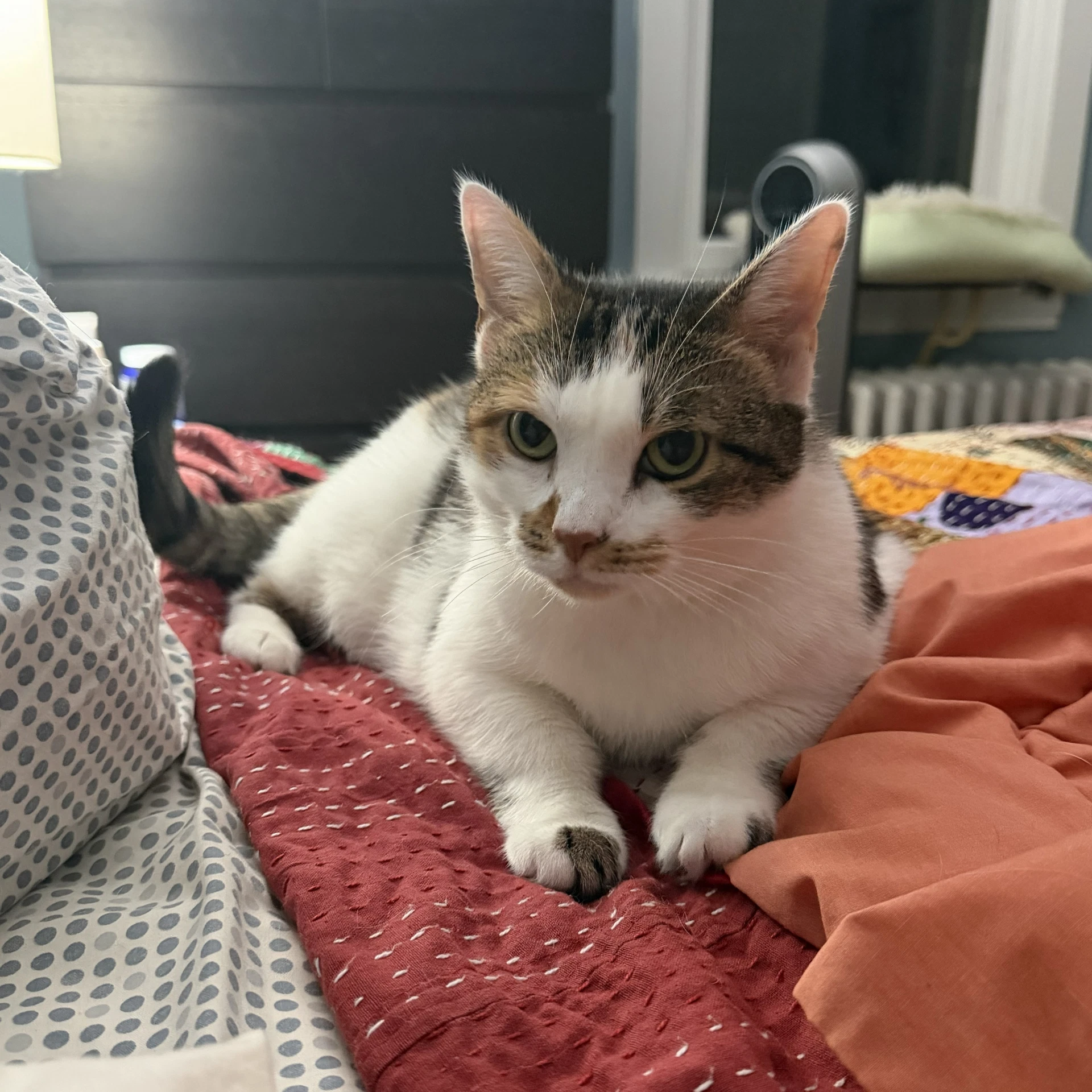 Sophie Gentle And Sweet Dilute Calico