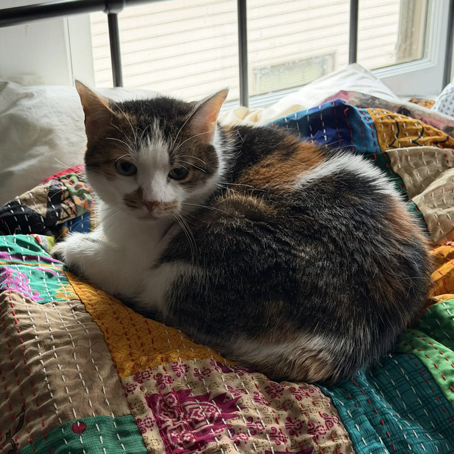 Sophie Gentle And Sweet Dilute Calico image 2