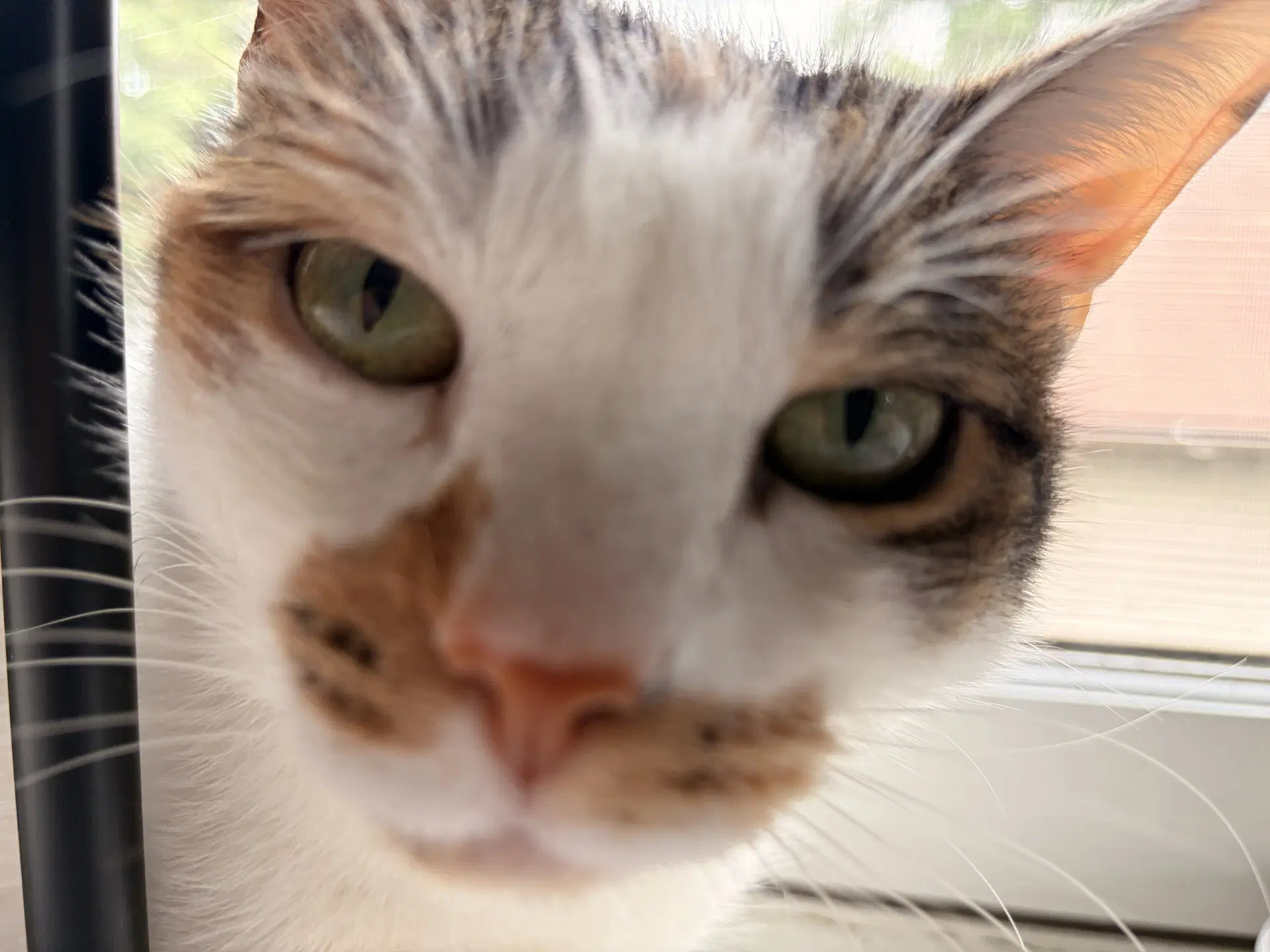 Sophie Gentle And Sweet Dilute Calico image 4