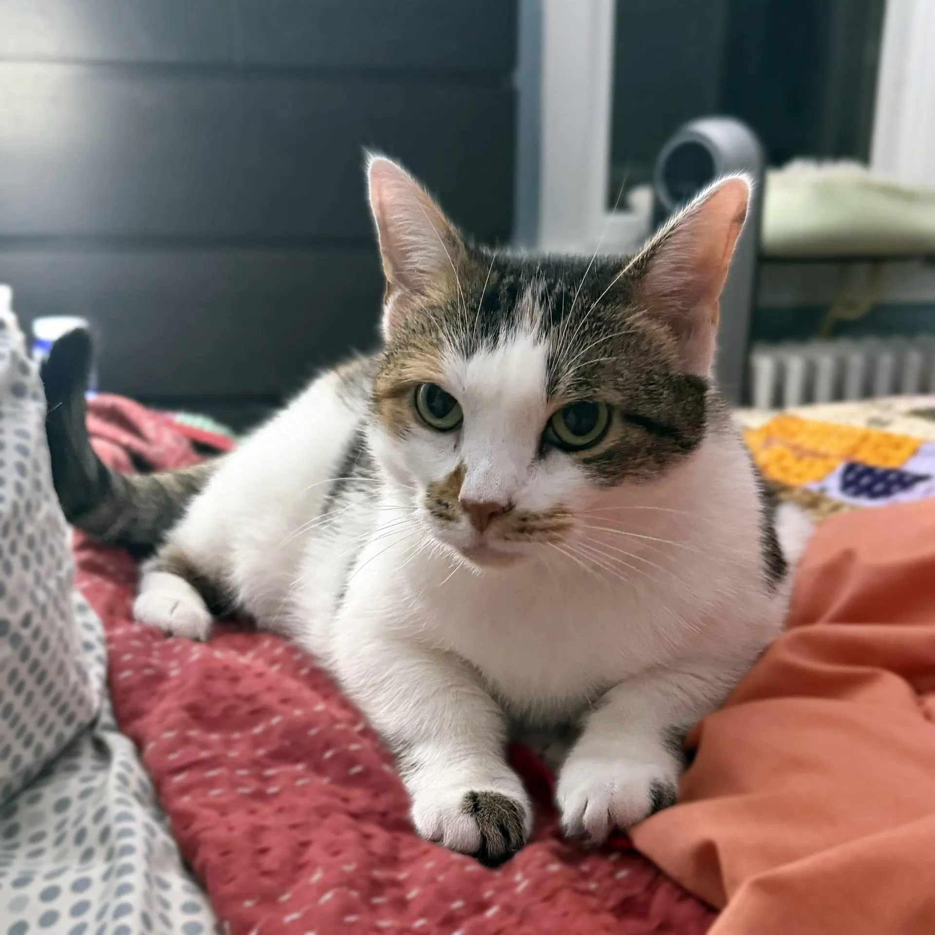 Sophie Gentle And Sweet Dilute Calico - Domestic Short Hair