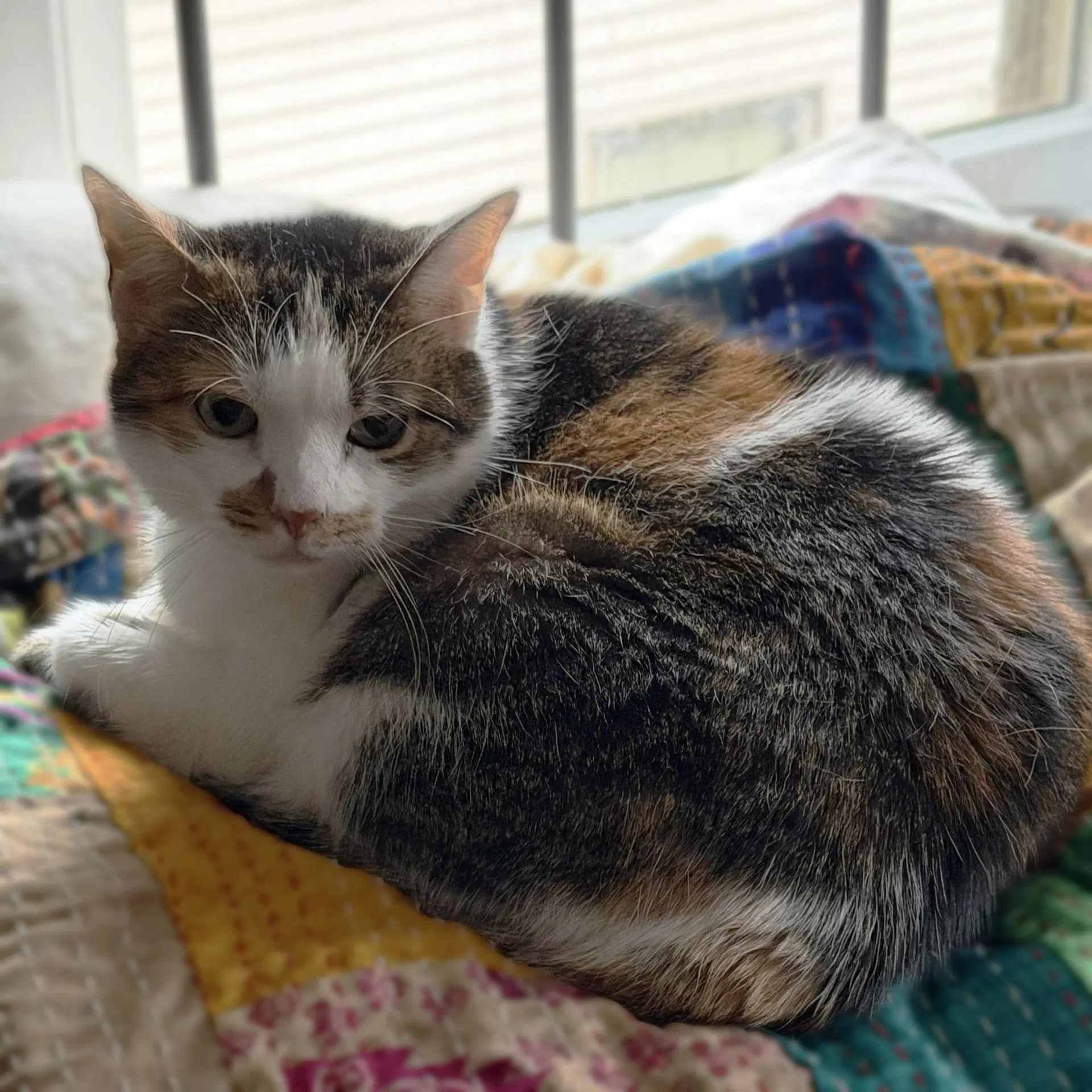 Sophie Gentle And Sweet Dilute Calico image 2