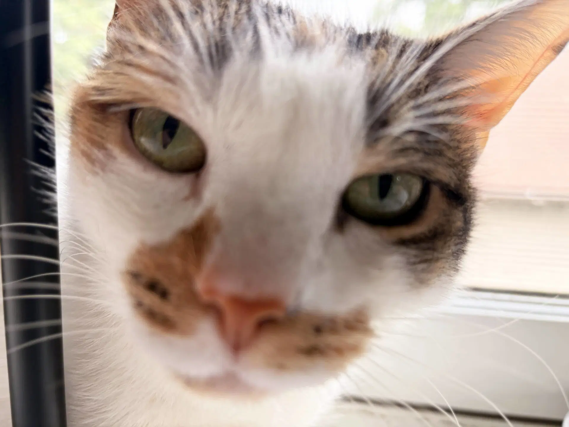 Sophie Gentle And Sweet Dilute Calico image 3