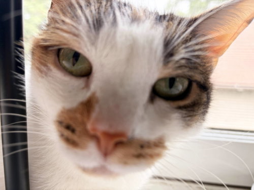 Photo 3 of Sophie (gentle and sweet dilute calico)