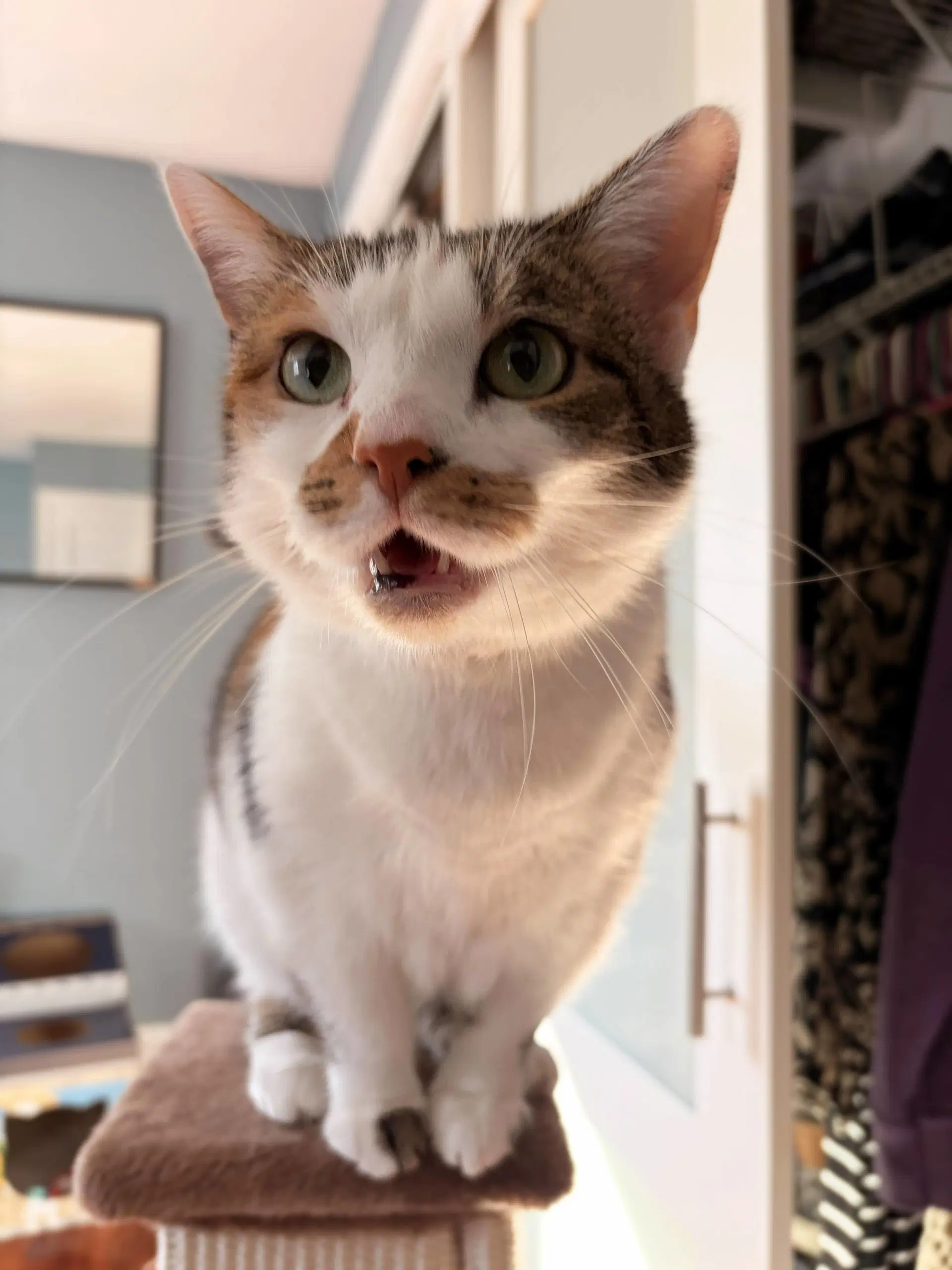 Sophie Gentle And Sweet Dilute Calico image 4