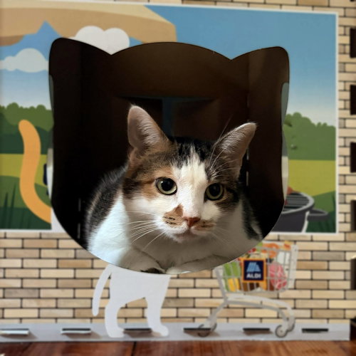Photo 6 of Sophie (gentle and sweet dilute calico)