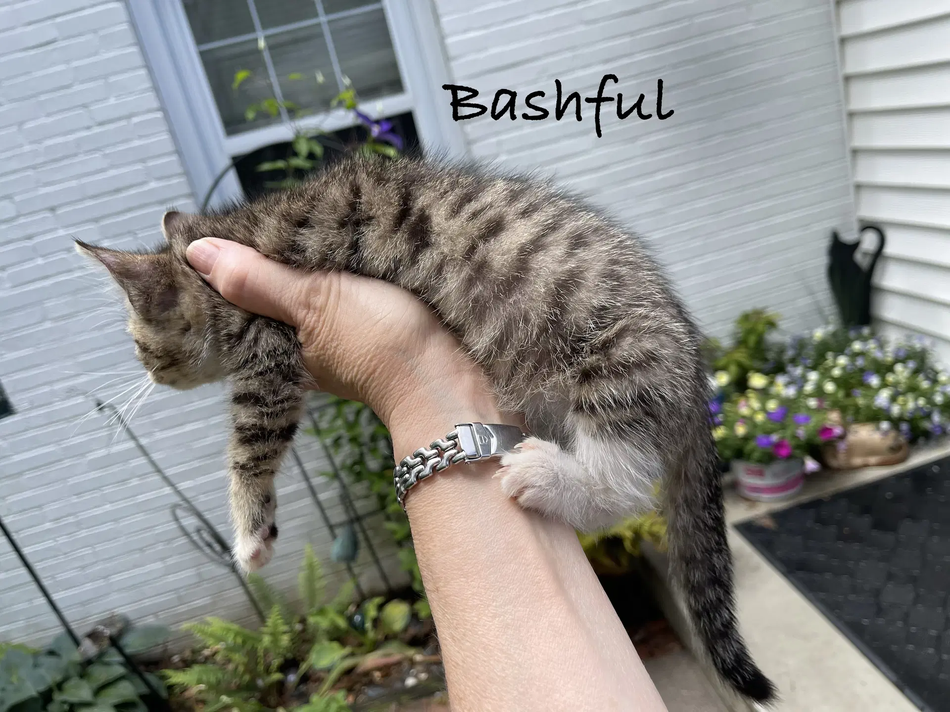 Bashful image 3