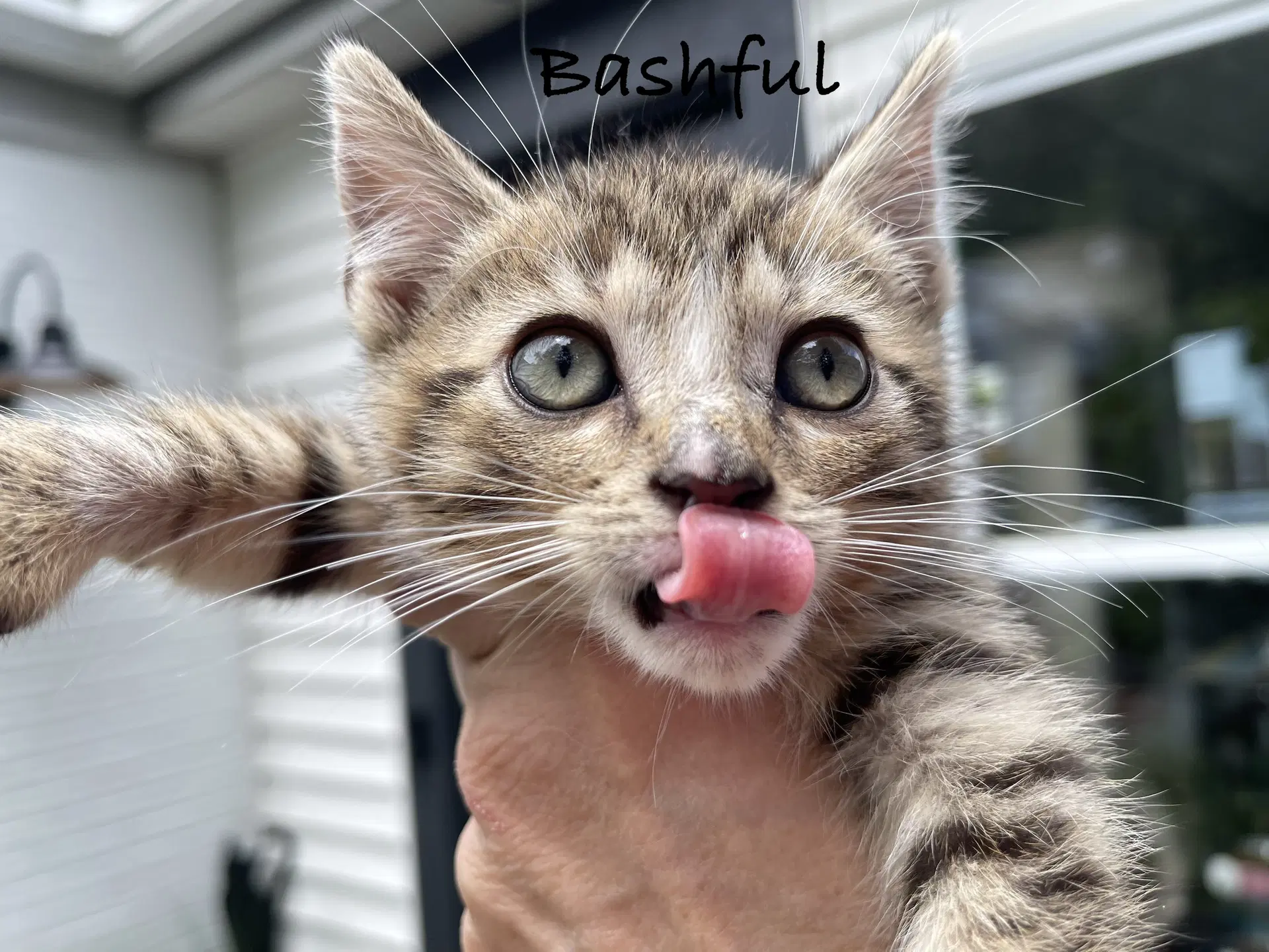 Bashful image 4