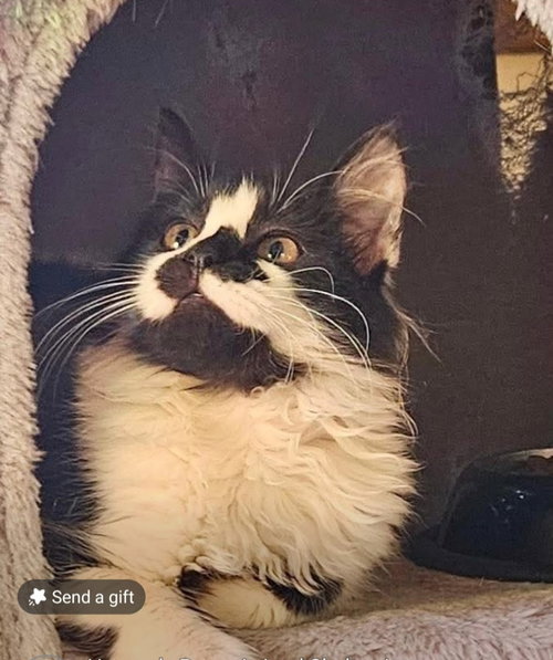 Harrington, an adoptable Domestic Long Hair in Lemoyne, PA