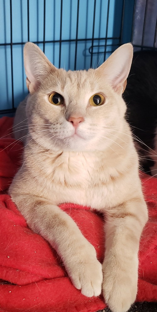 Lucas, an adoptable Domestic Short Hair in Lemoyne, PA
