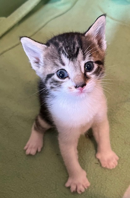 Coralbell (bonded with CeeCee), an adoptable Domestic Short Hair in Lemoyne, PA