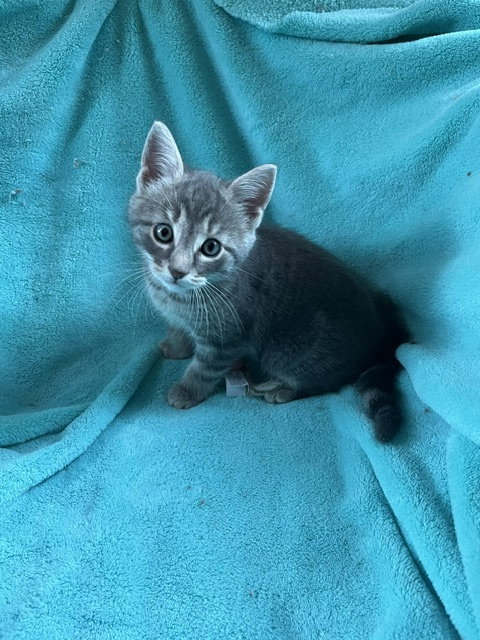 CeeCee (Bonded with Coralbell)