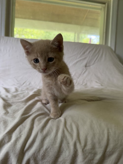Jax